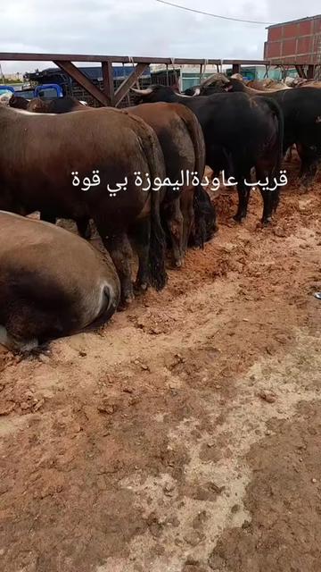 @kEBbAB ABDENNOUR
