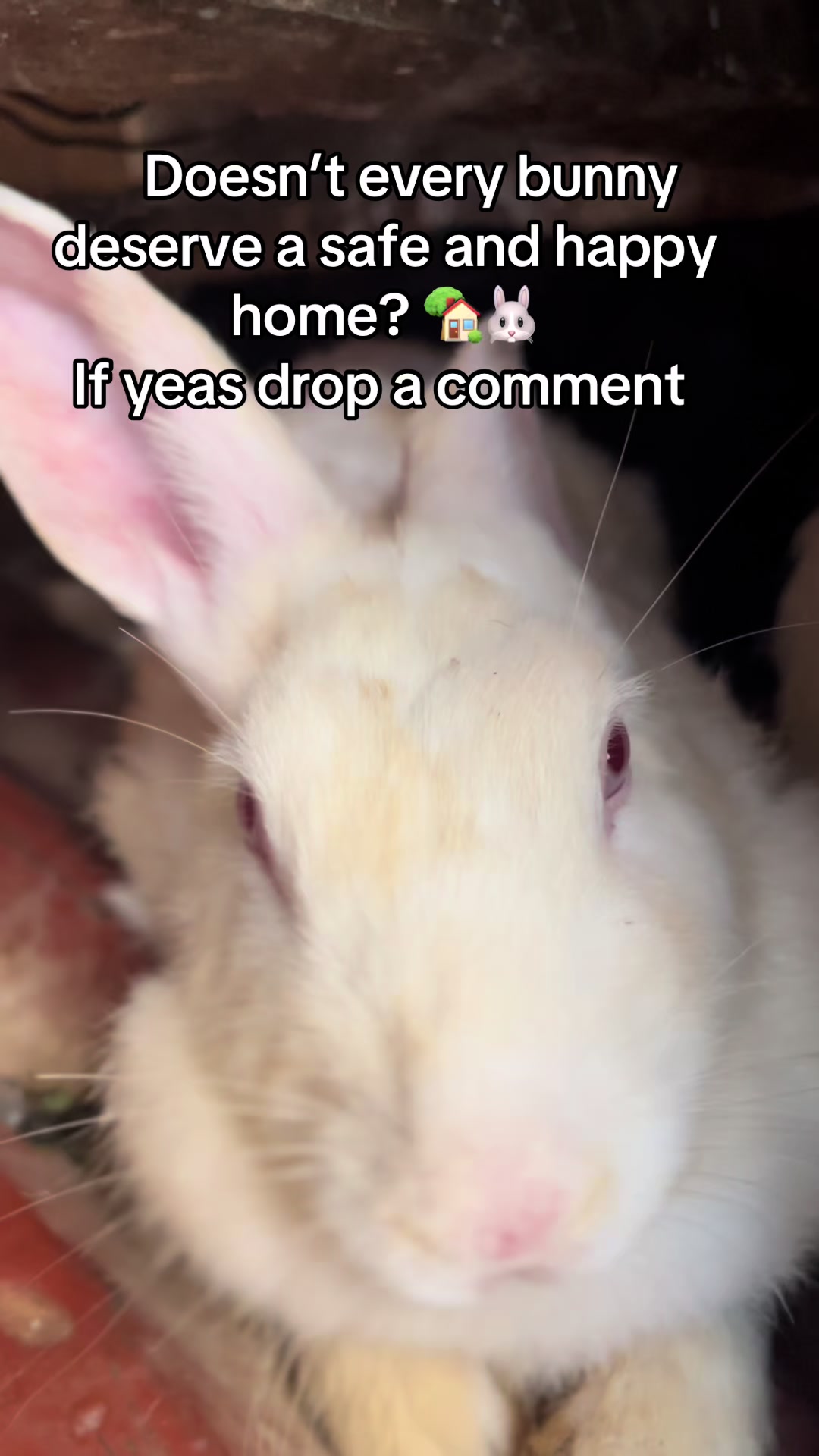 @florianpets