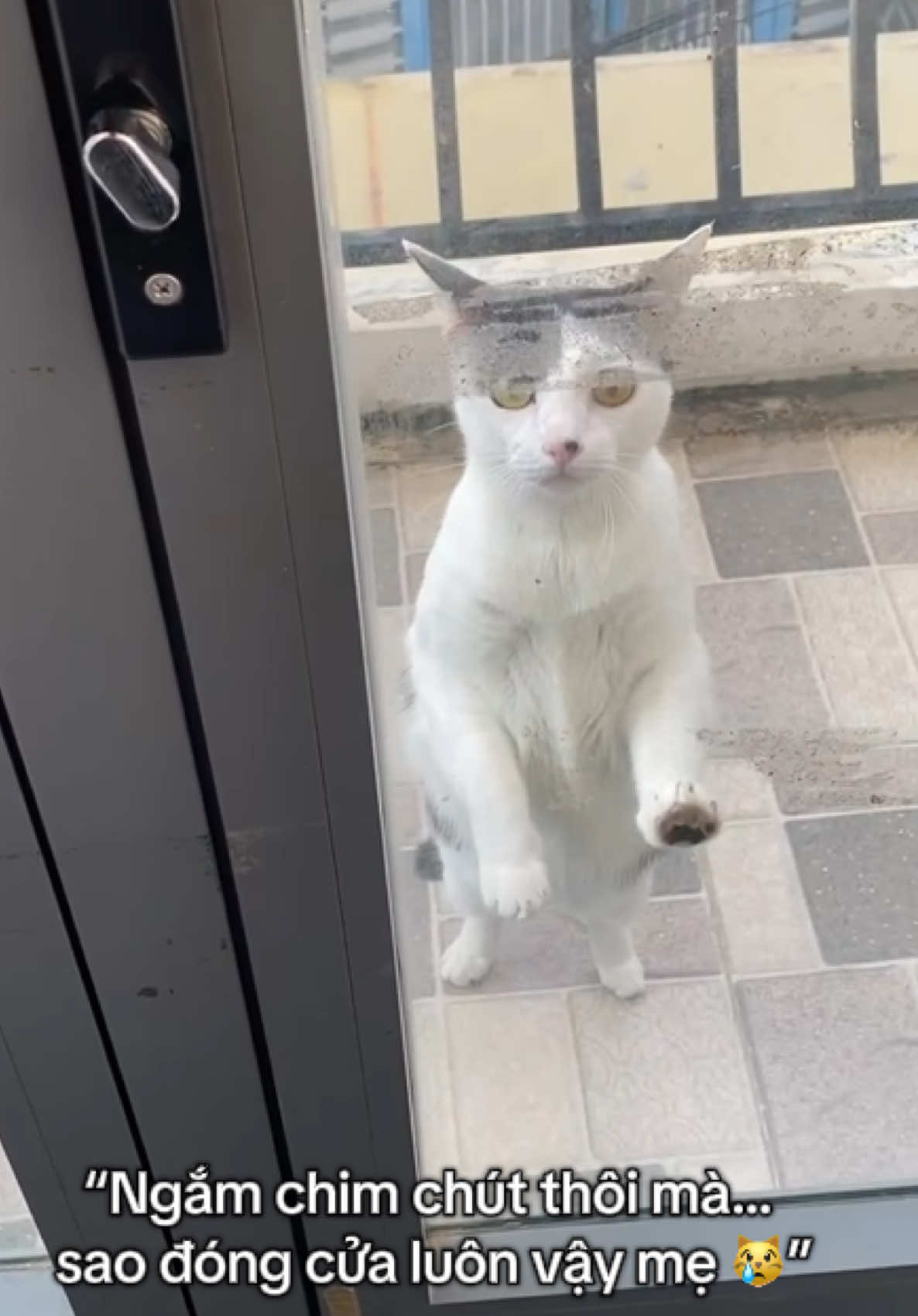 @mèo tên là Mèo