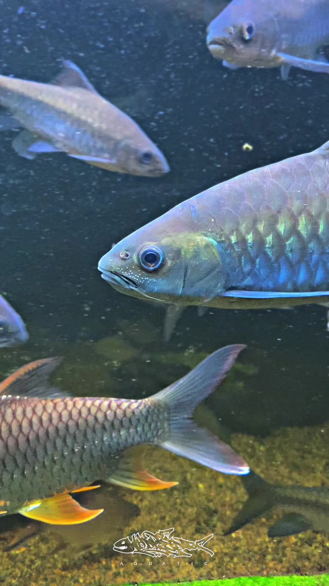 @Wild Predator Aquatic