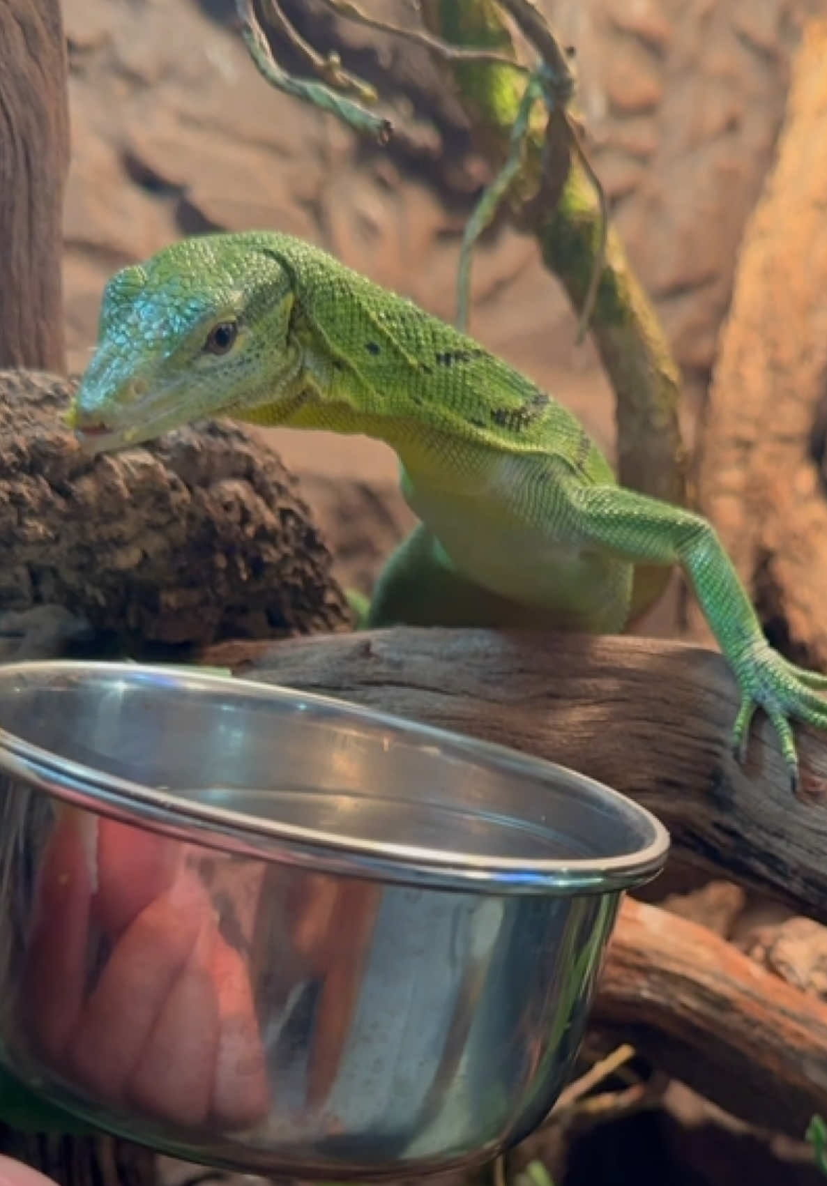 @Tommys_reptiles
