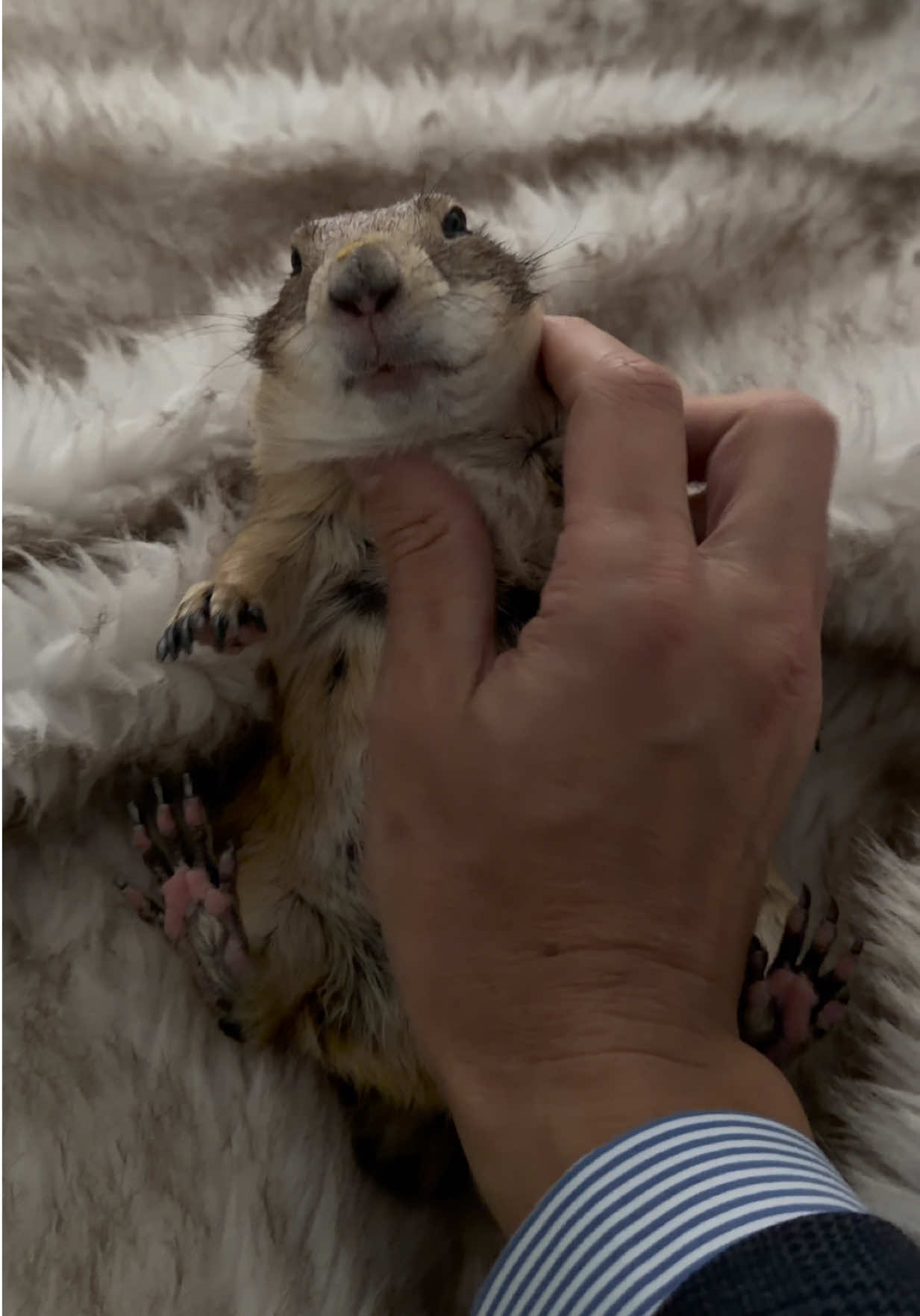 @Poppy the Prairie Dog