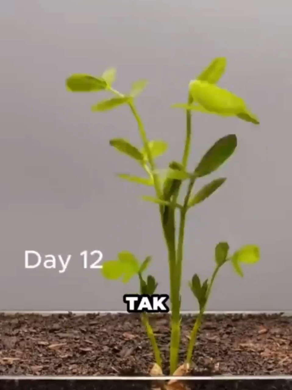 @Zen Nekad