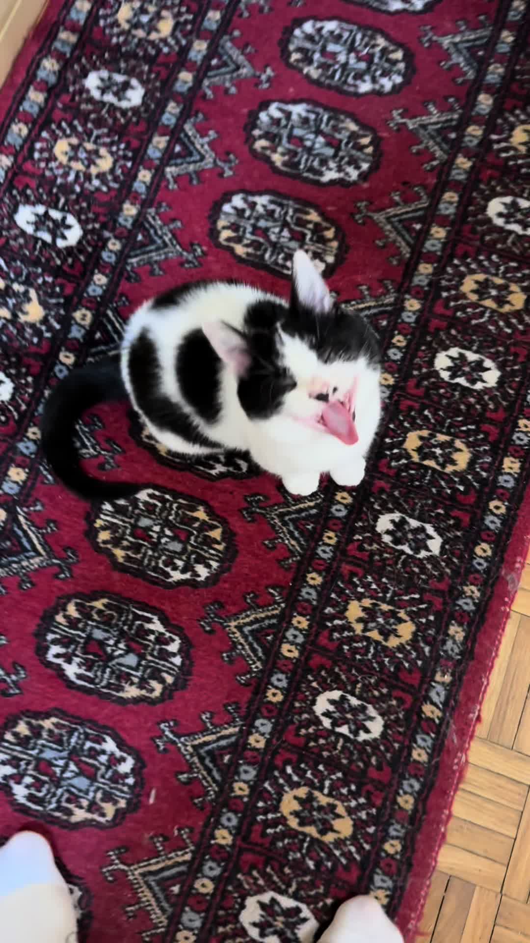 @Srećko & Rista 🐈⬛
