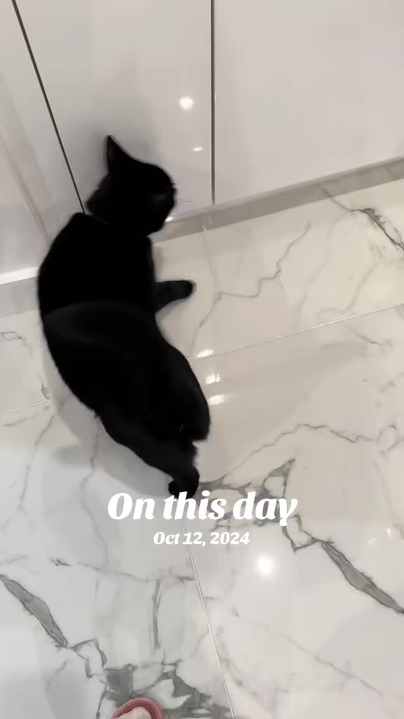 @Oscar Jeremy the cat!