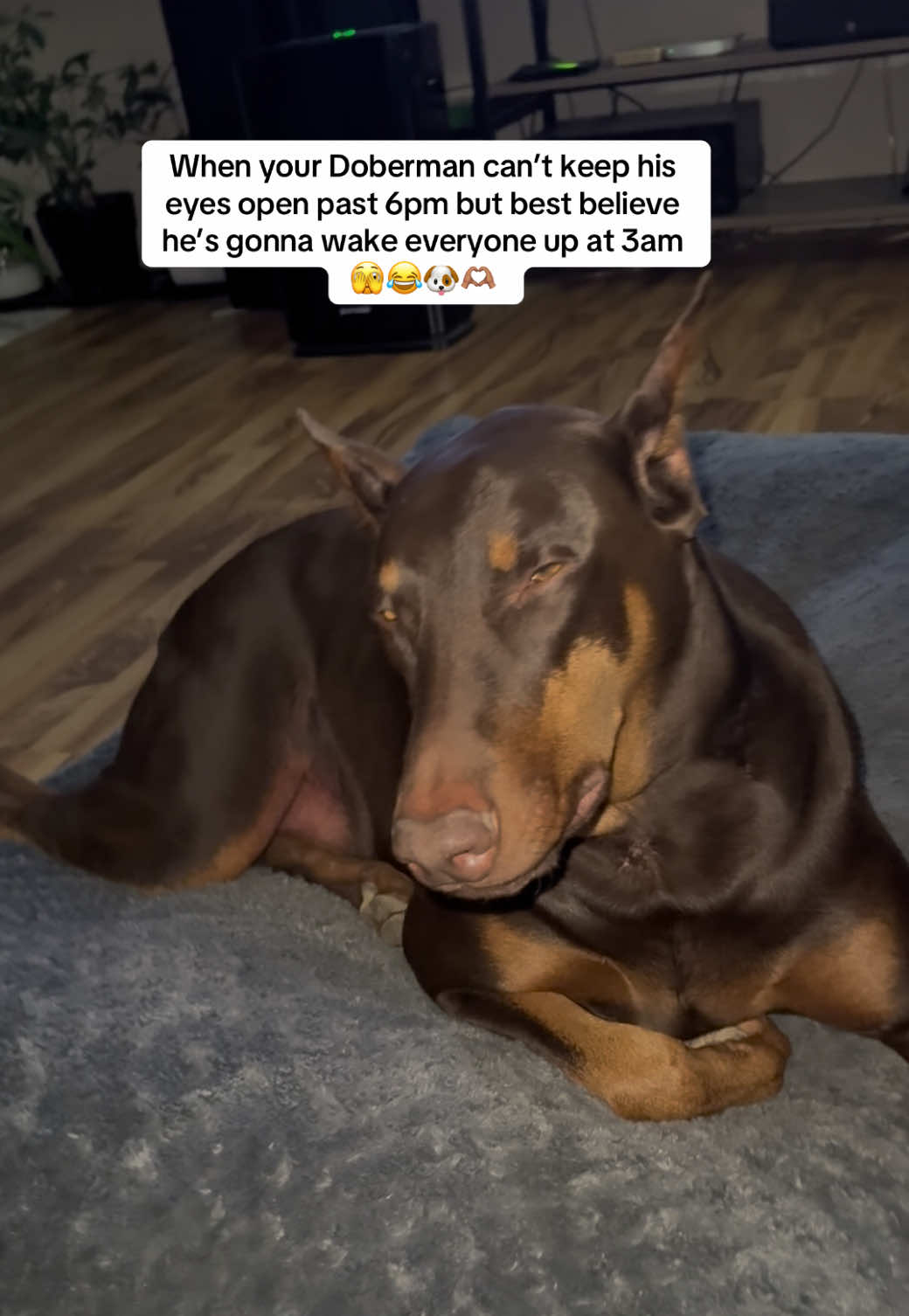 @Chocko The Doberman