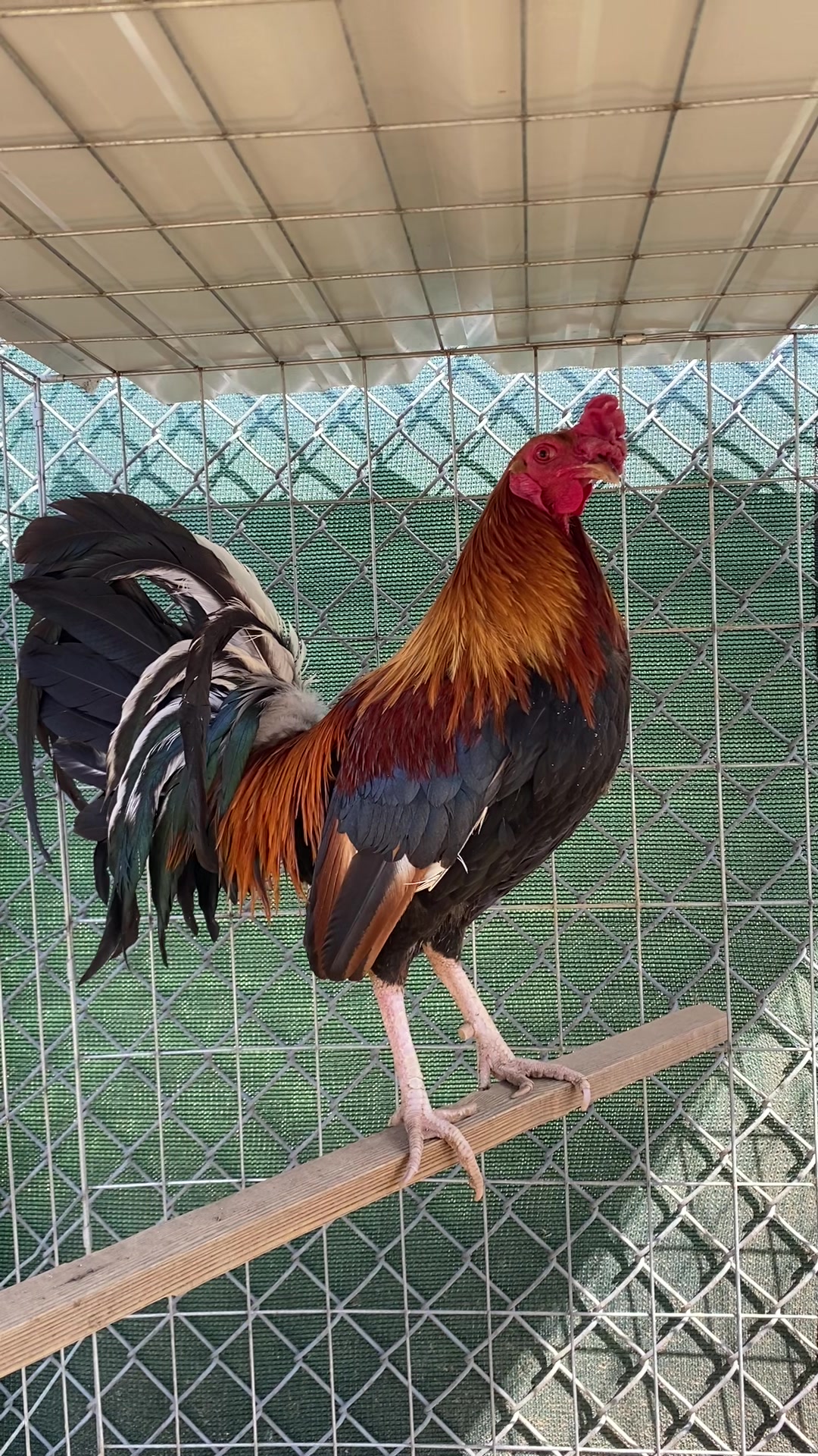 @A.MENDOZA.FARM.USA 74HWY