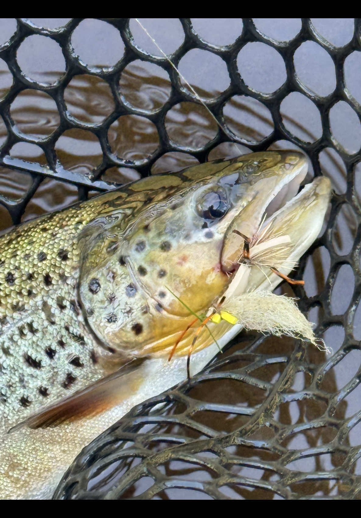 @FlyFishDelawhere