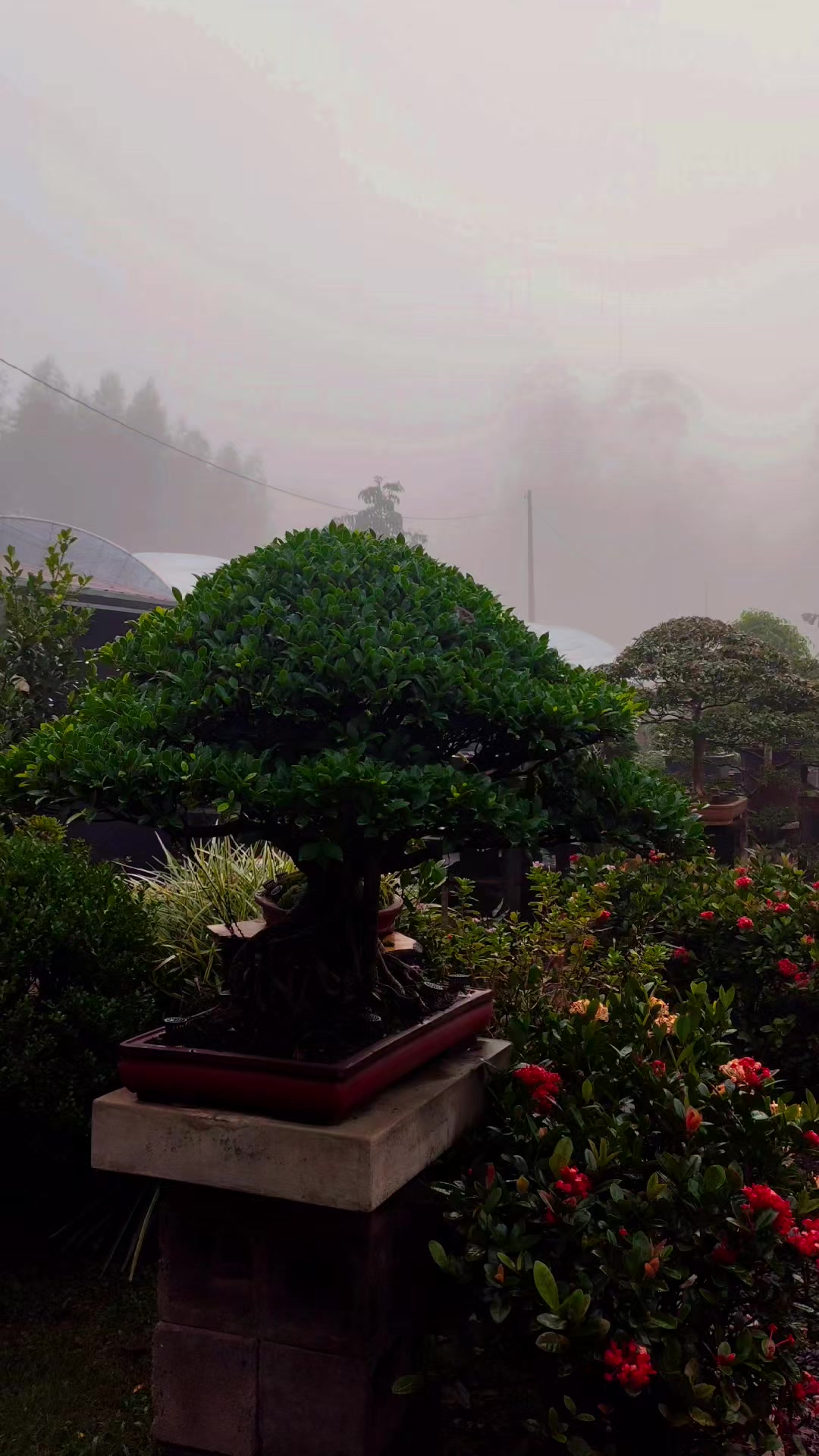 @Ak-en Bonsai