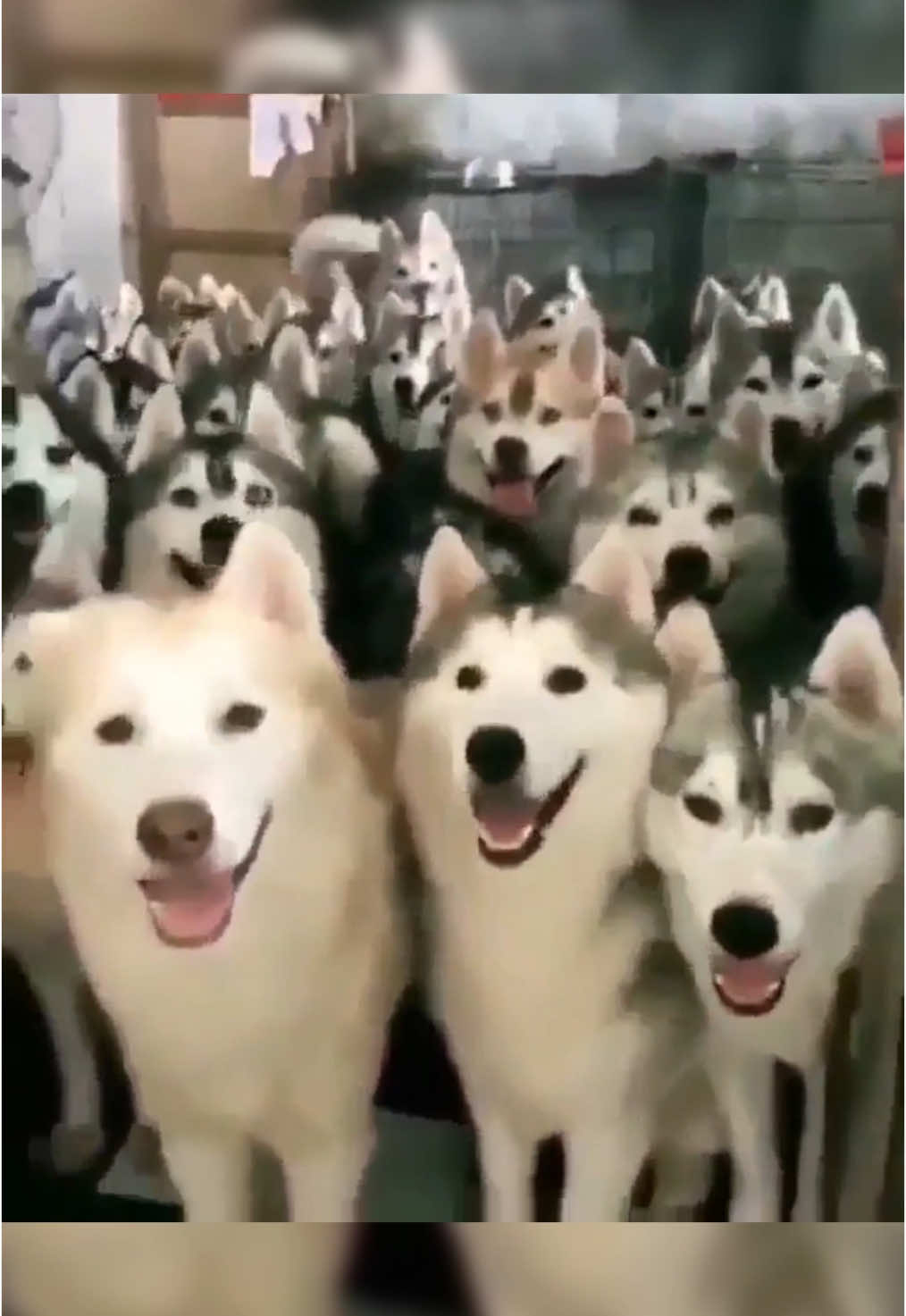 @cute dogs channel