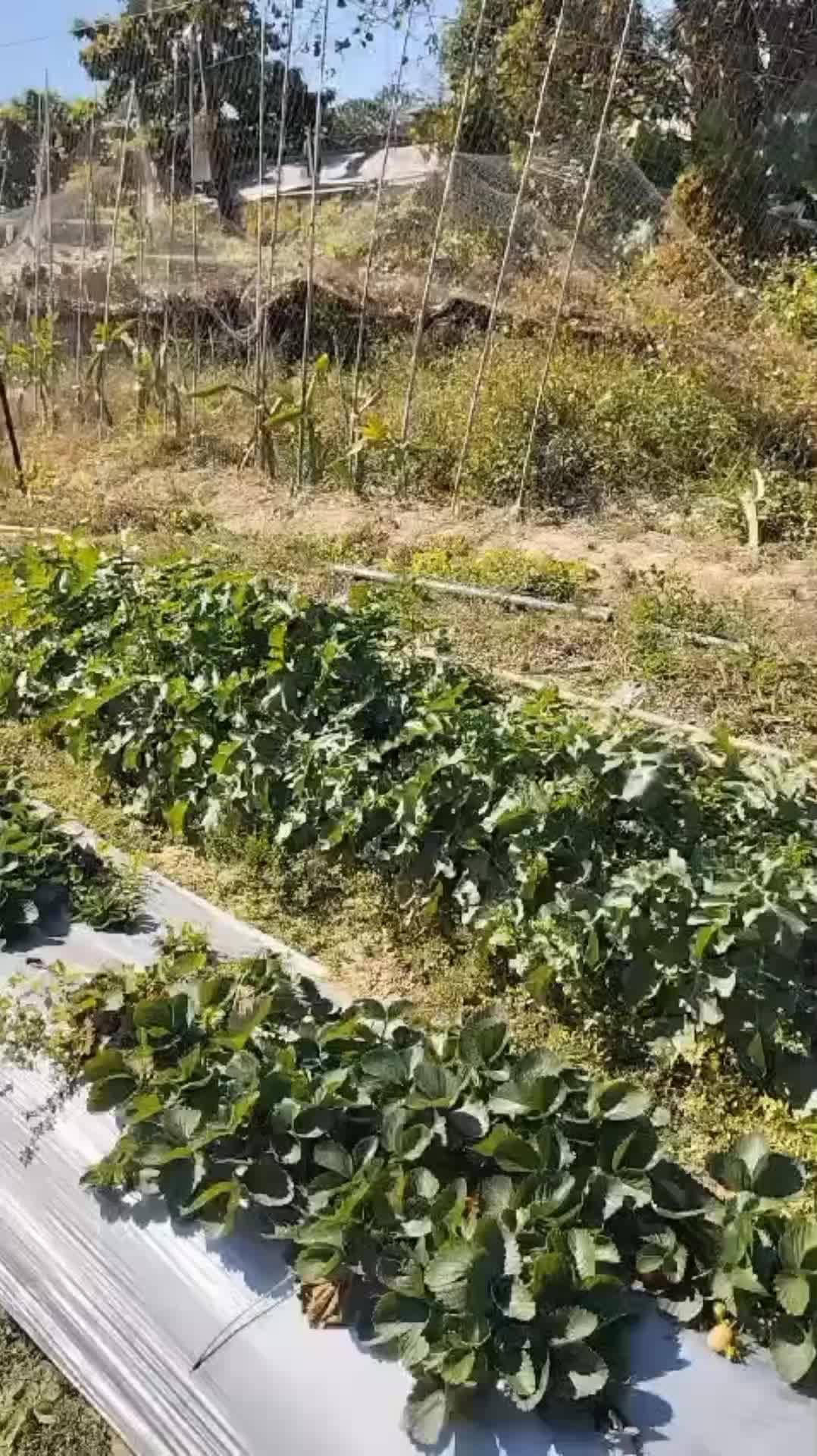 @sekarr