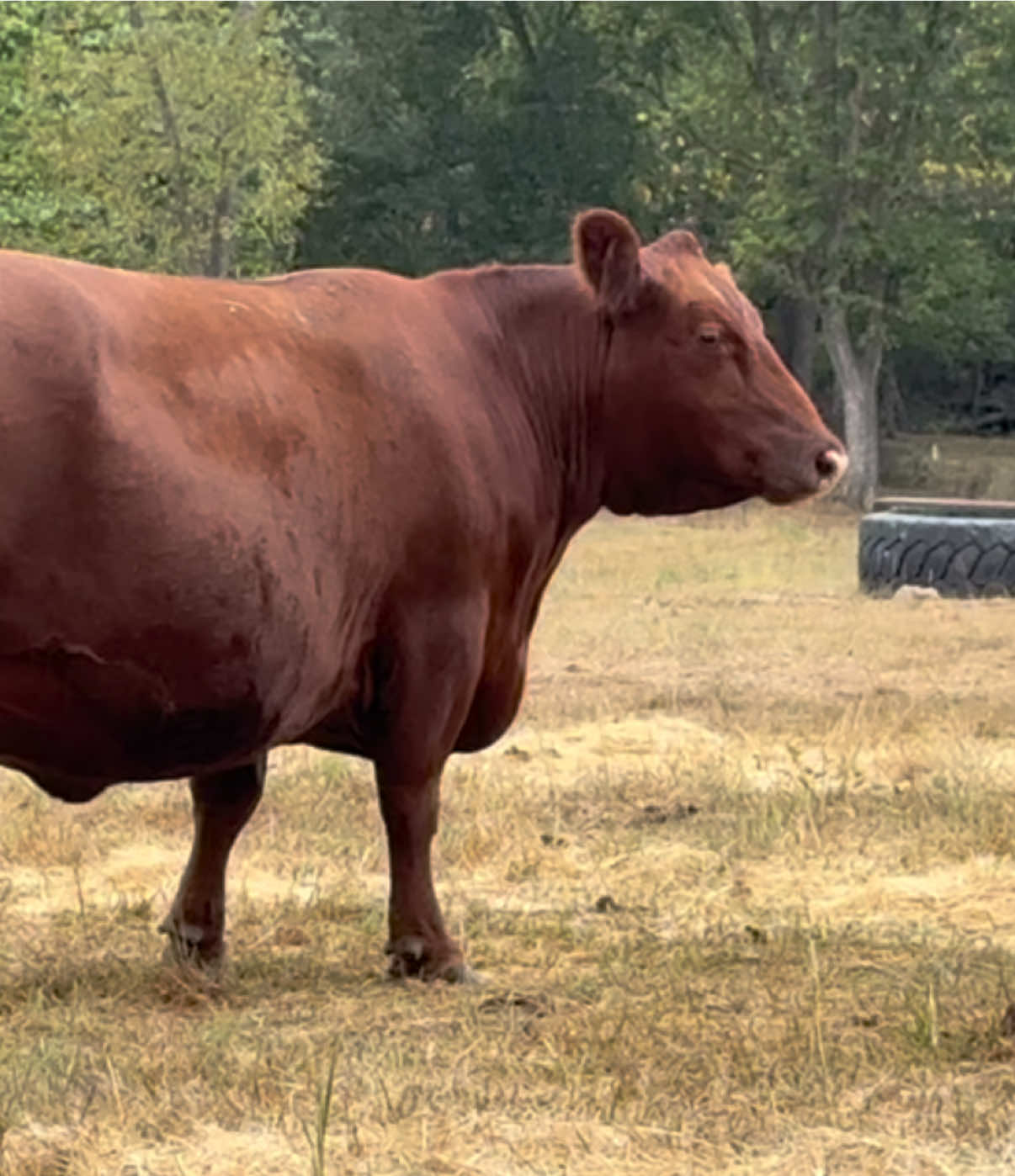 @Massey Land & Cattle