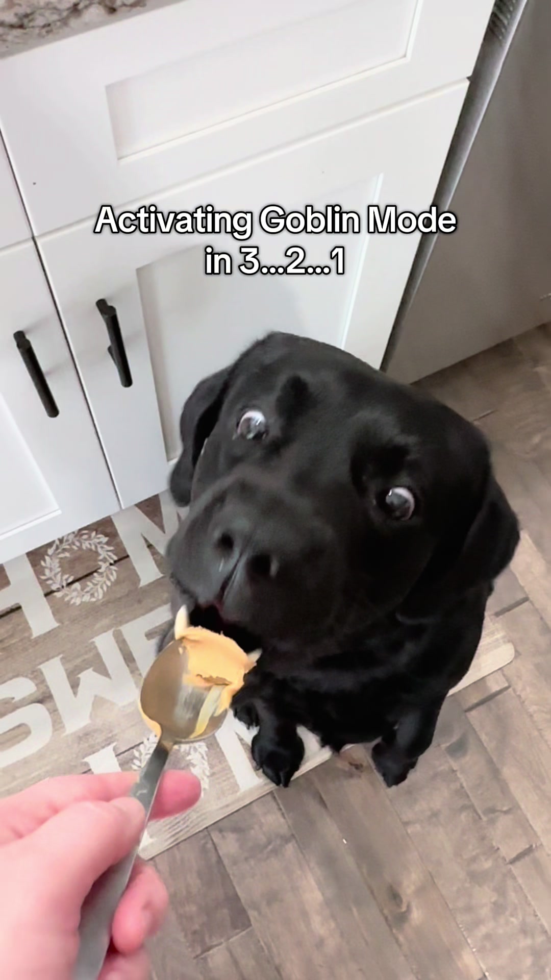 @Gunner the Good Boy Black Lab