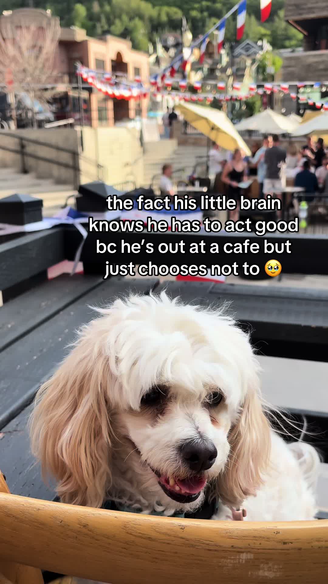 @Silly.dog.cooper
