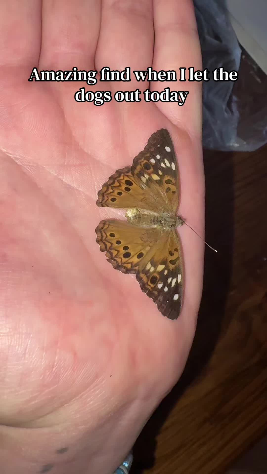 @angel.webm