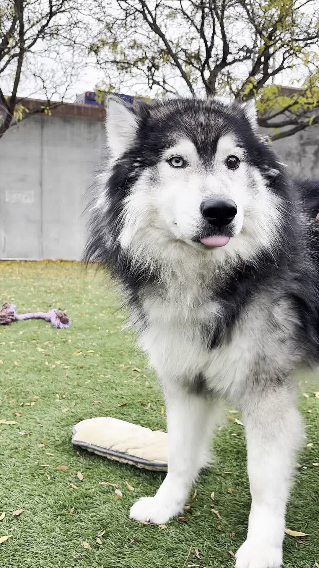 @Seattle Animal Shelter