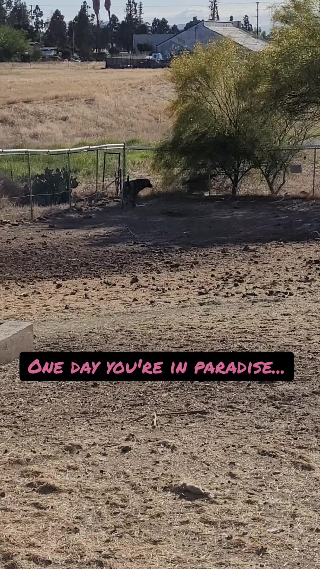 @VioletHorizonsFarm