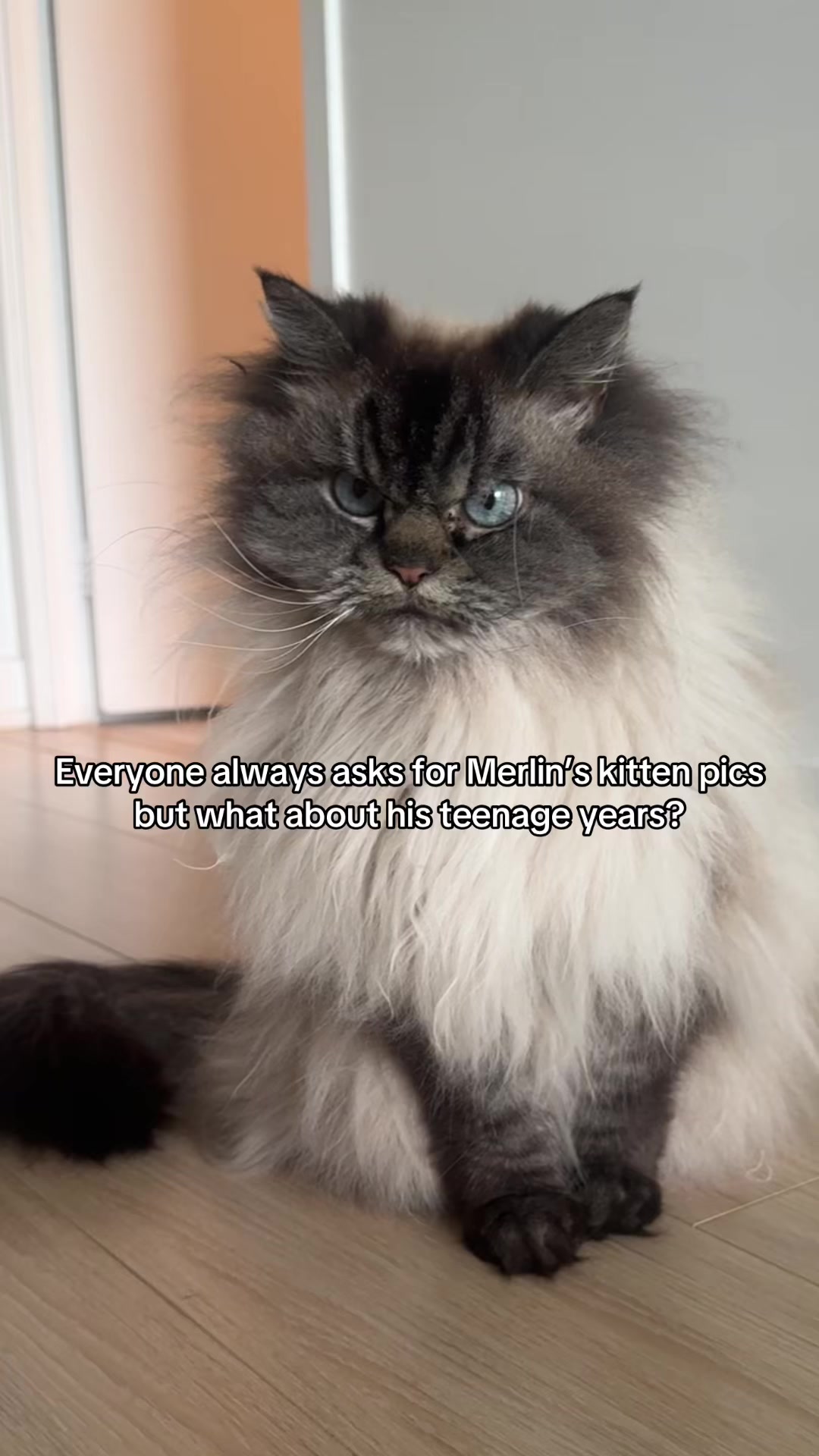 @Merlin Ragdoll