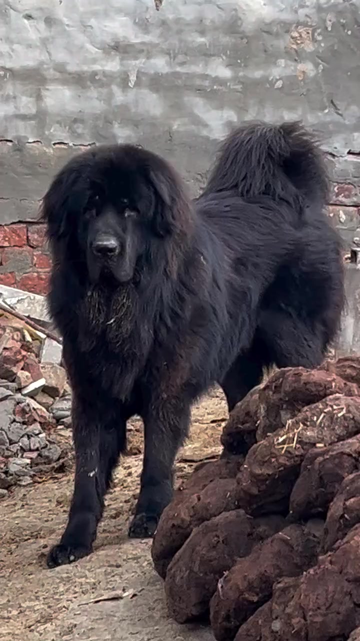 @Kashmiri_Bakrwal_Dog