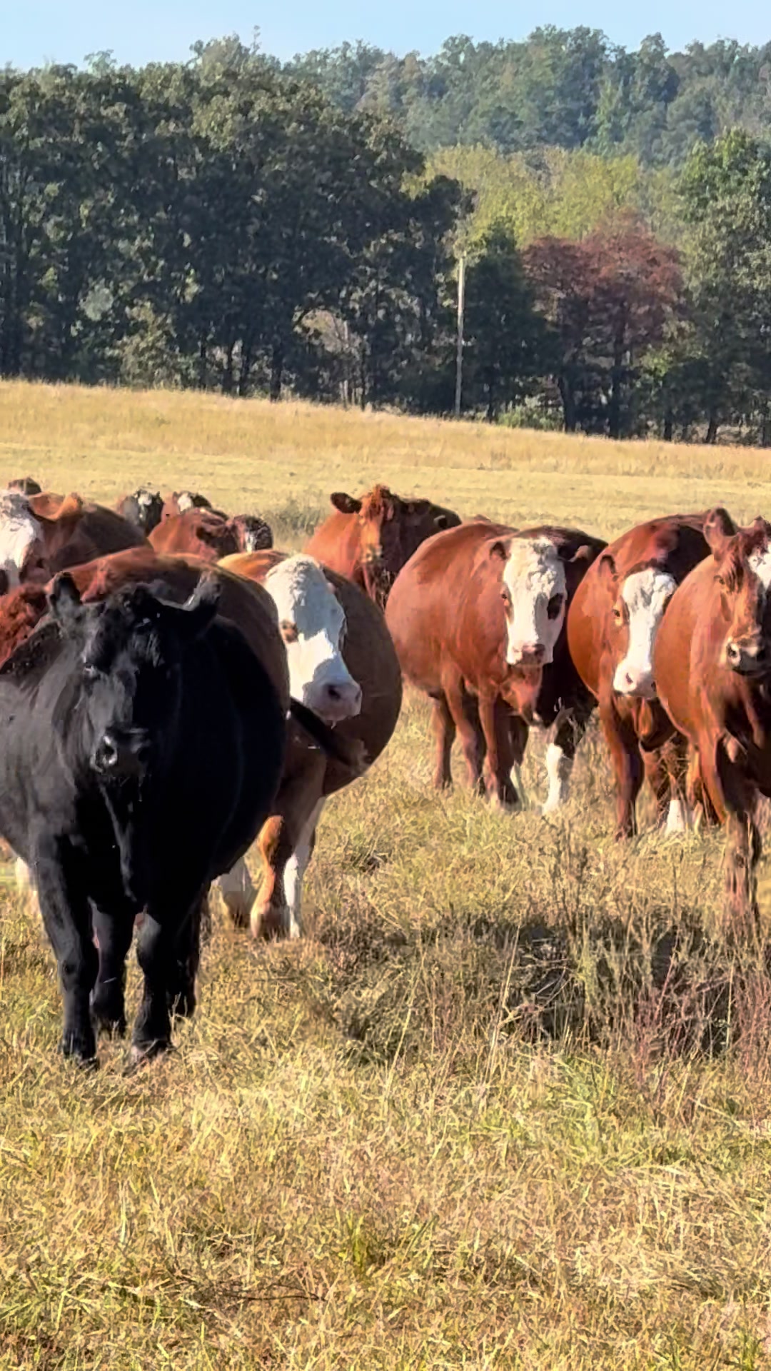 @Massey Land & Cattle