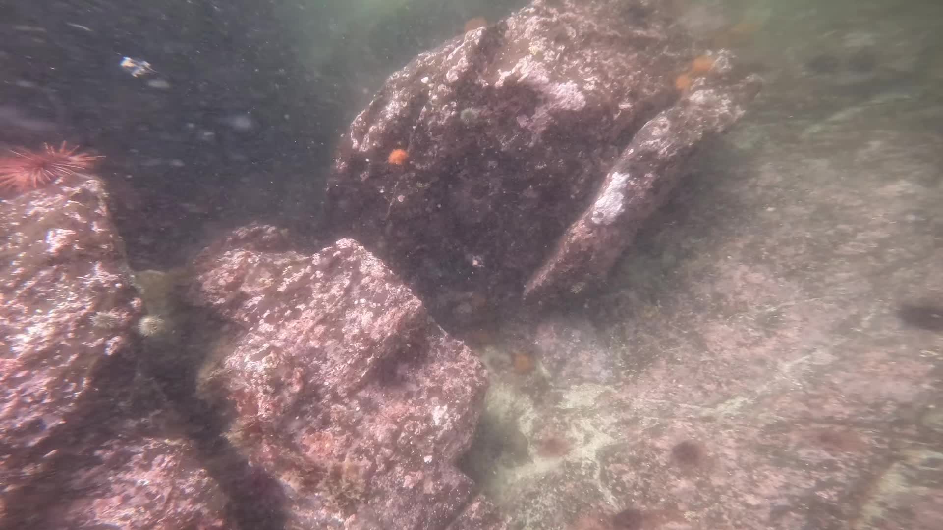 @Snorkel Alaska