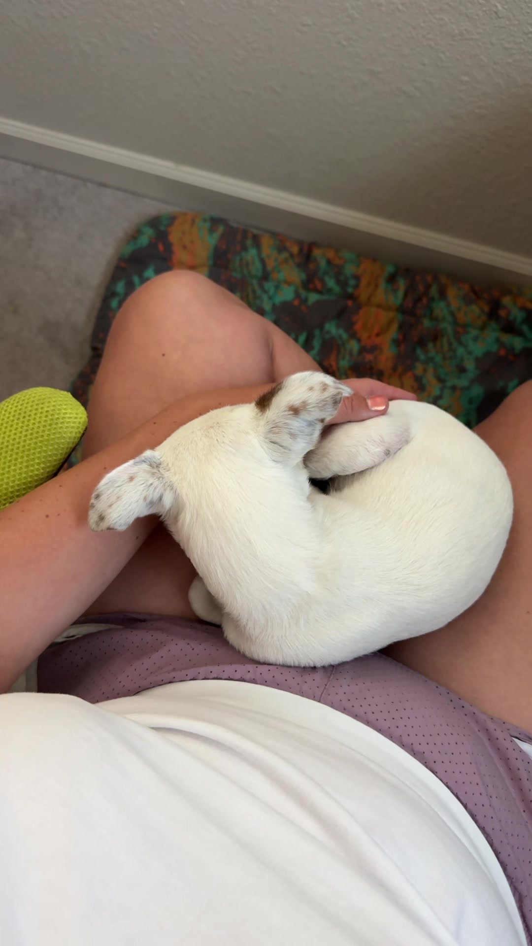 @slowdayzwithdogs