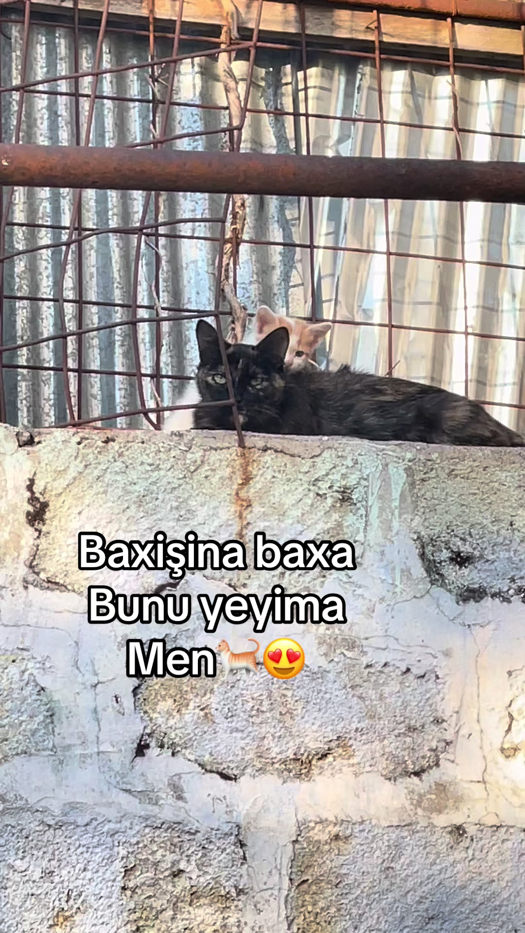 @Aziz_Abdullayev✅