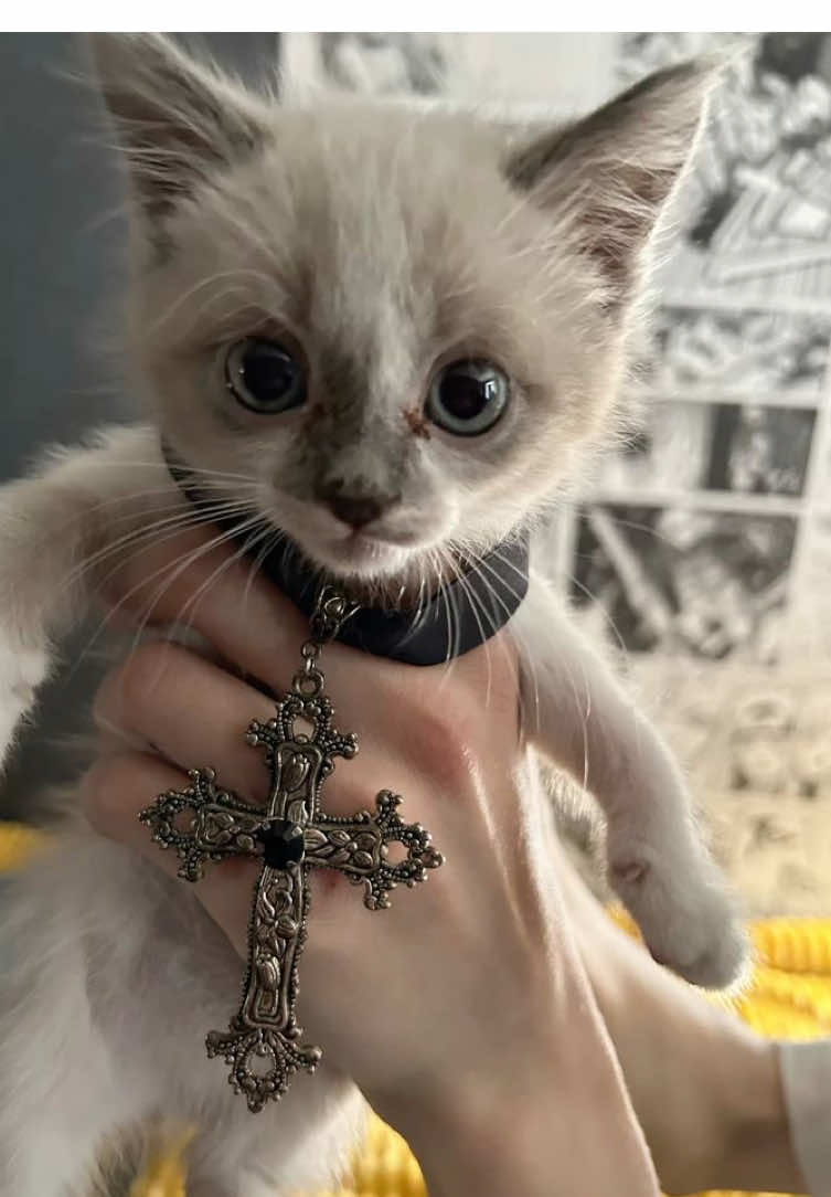@Линочка Фонк𖣂