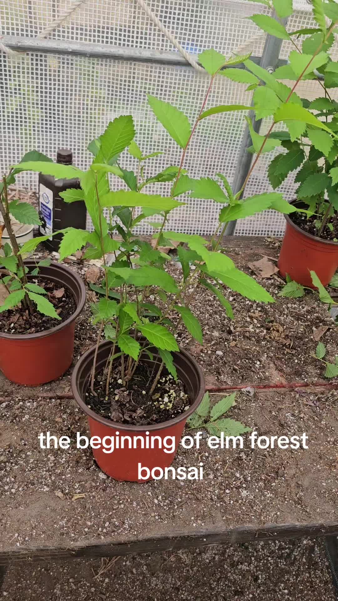 @North County Bonsai