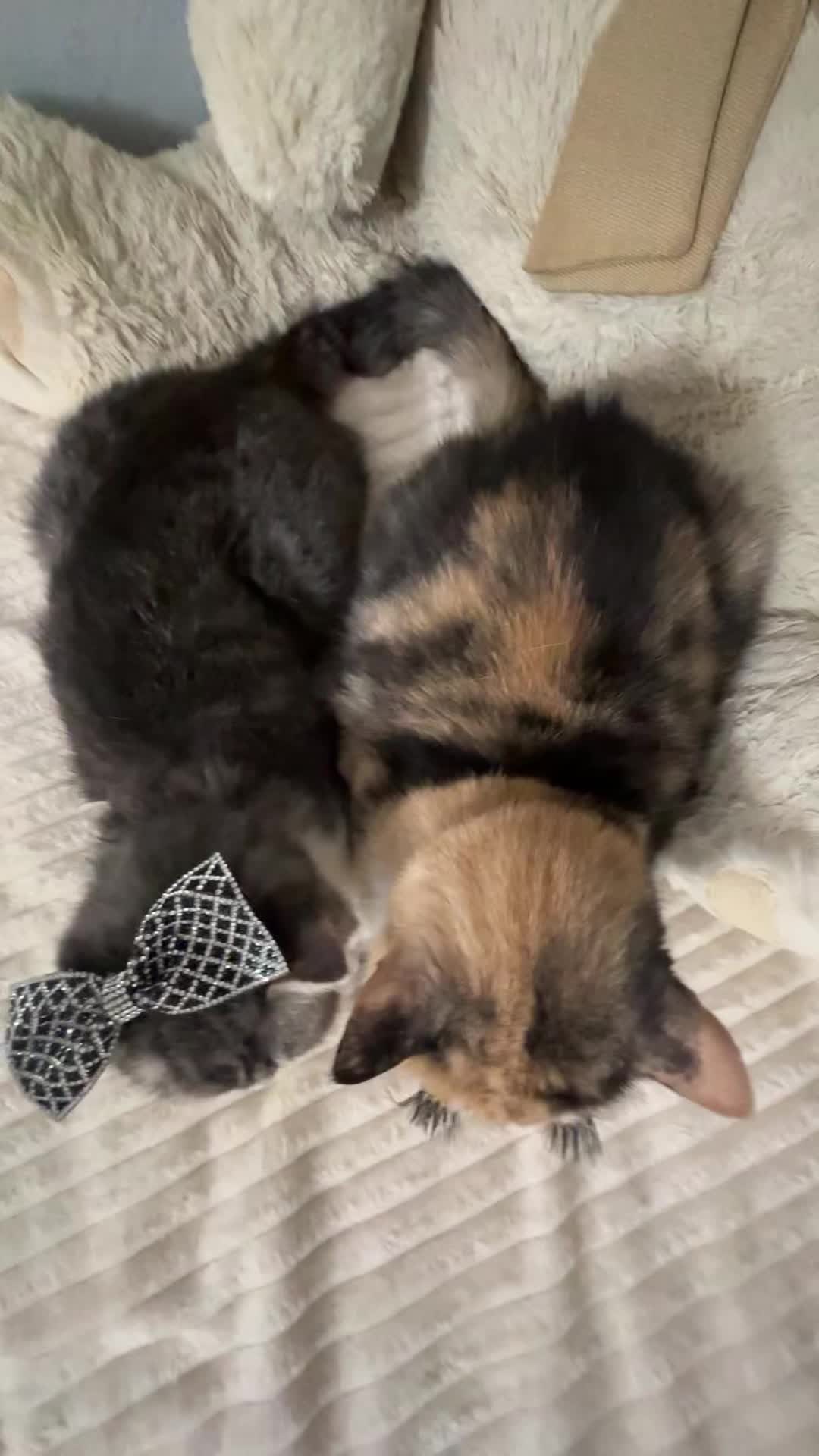 @Chloe 𝜗𝜚 Freya