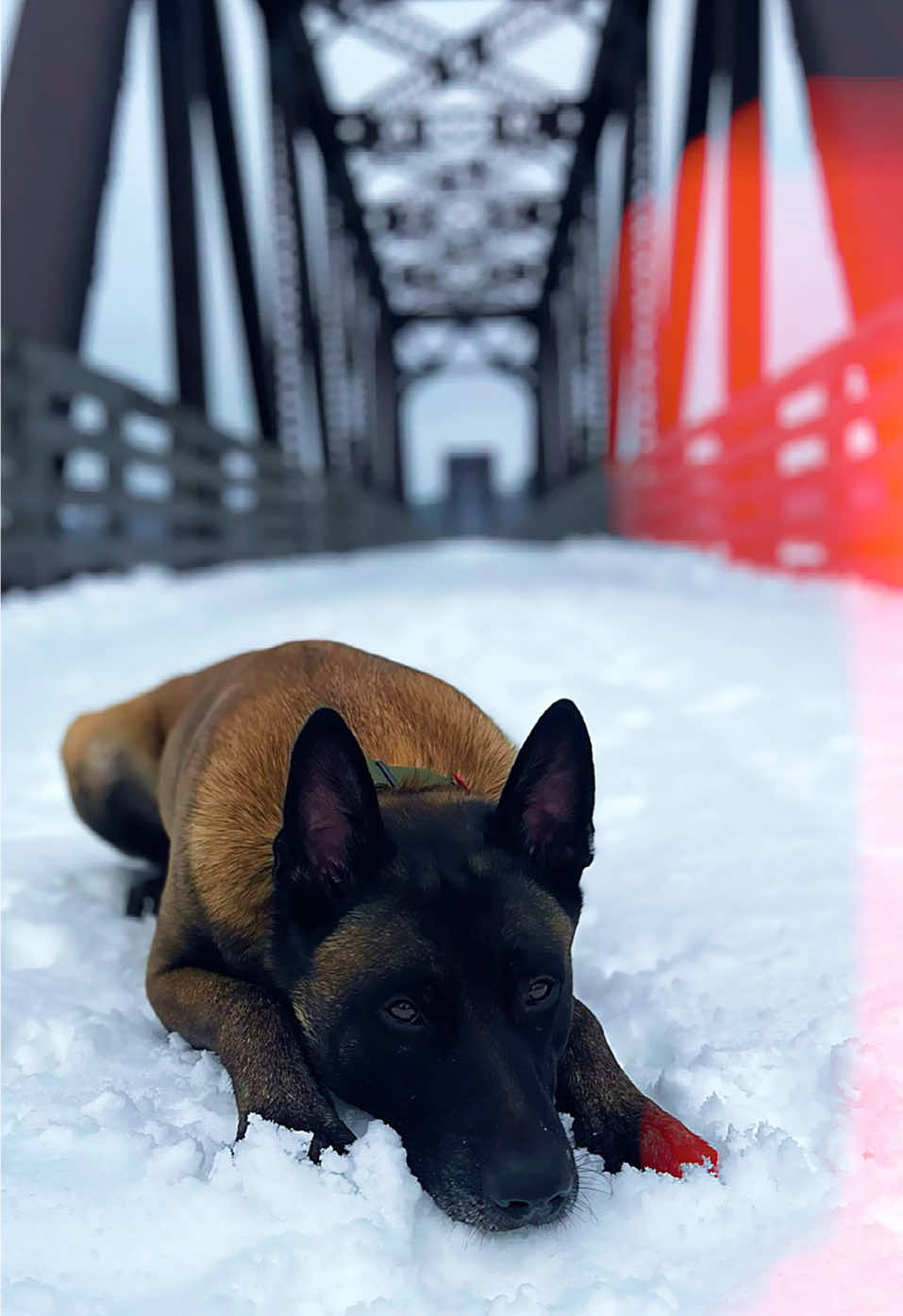 @WaveRyder_k9