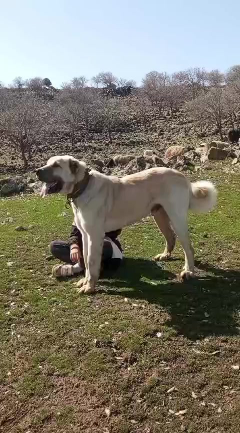 @ali çınar