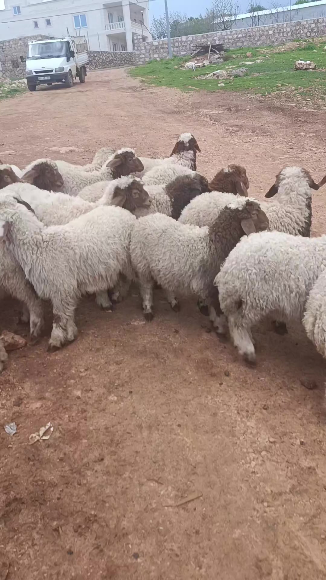 @hamza.tek