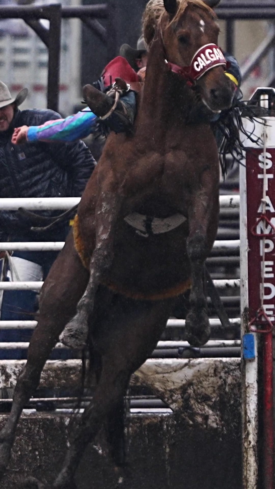 @Hanginghorses