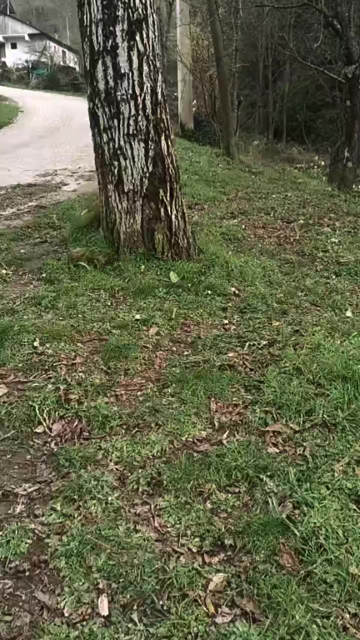 @ibo buzağıcı