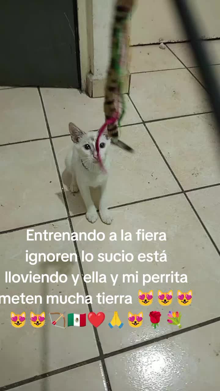 @Ernesto S B