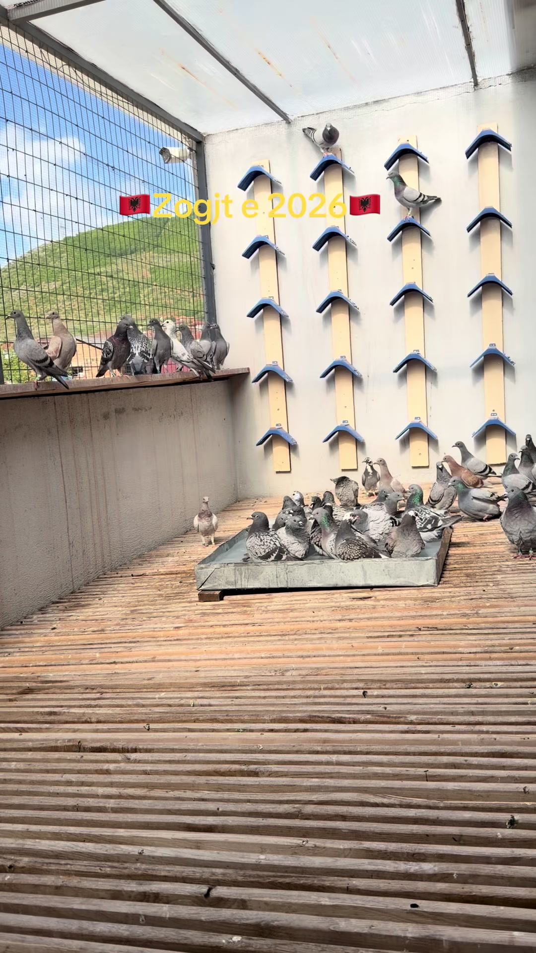 @Unic Pigeons ๐๏ธ๐๏ธ
