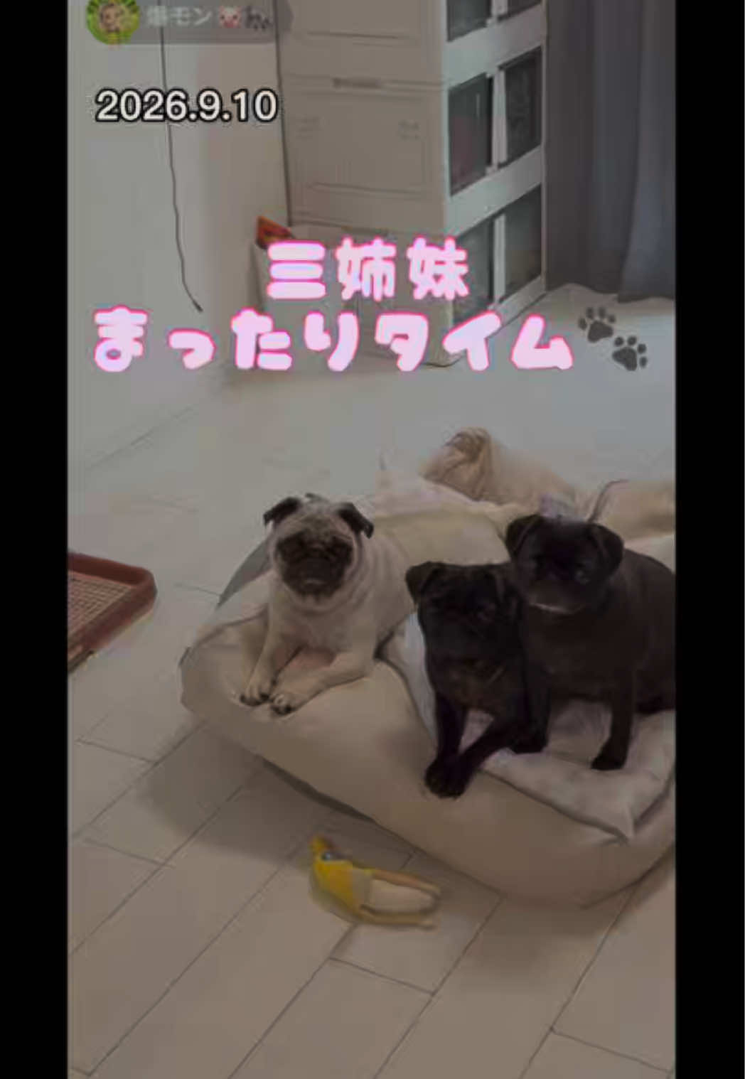 @すずか🧊🫧