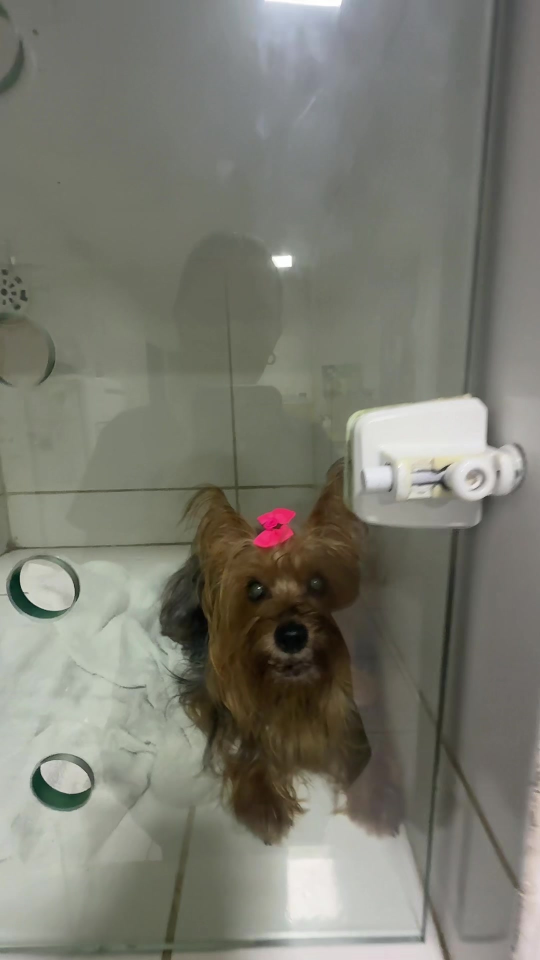 @Francinny Veterinária®️