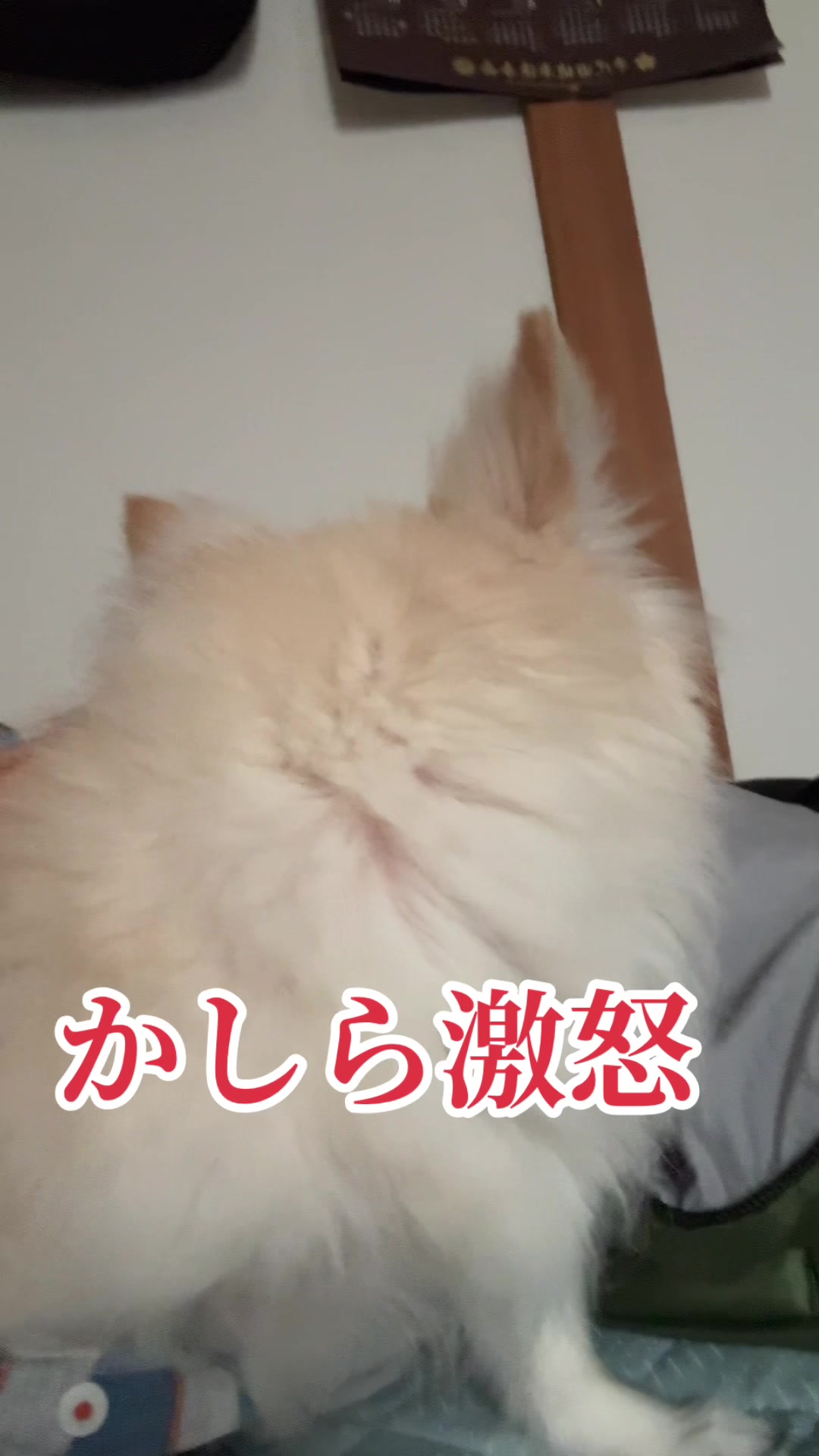 @࿗༺ 𝓚𝓪𝓽𝓾𝔂𝓪  ༻࿘