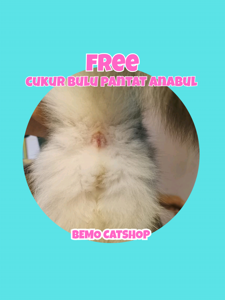 @Bemo Catshop