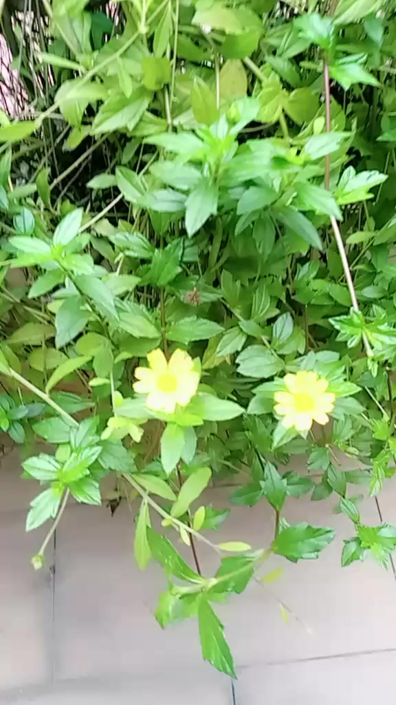 @সাথী