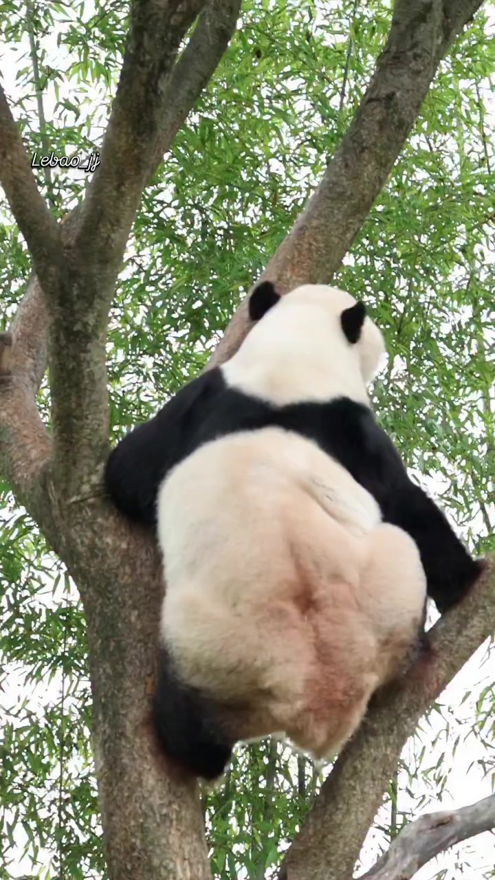 @FuRuHuShu_Bao