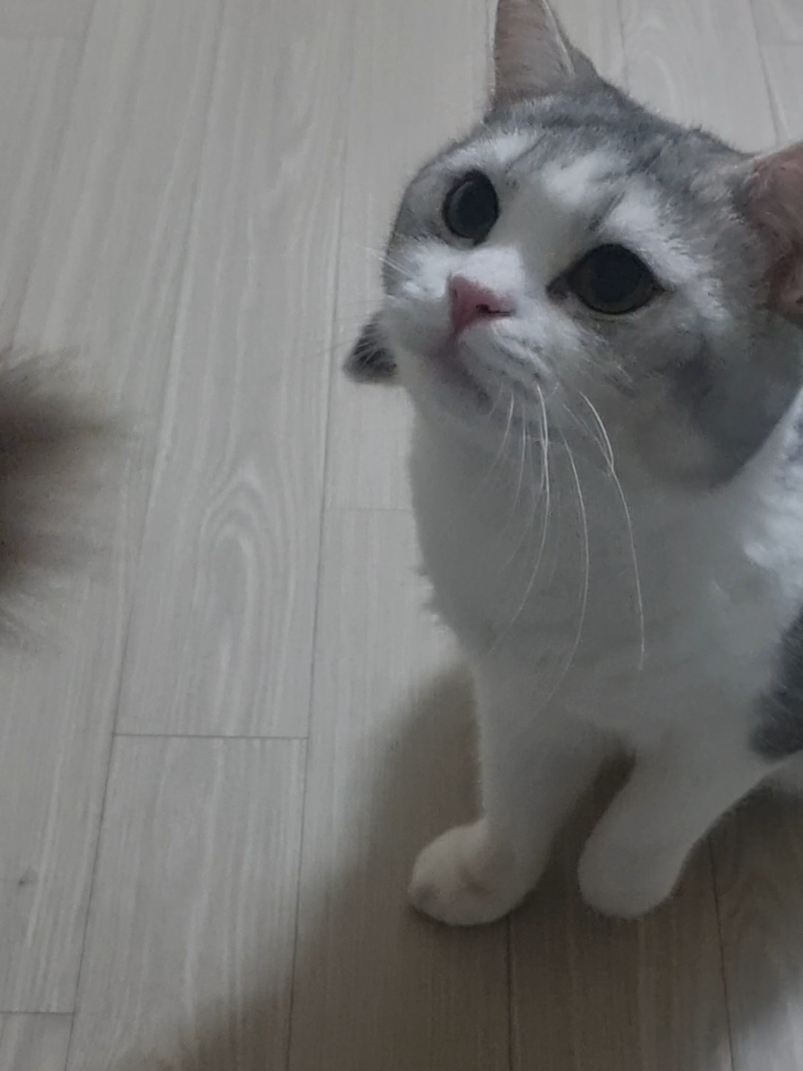 @고여사또치