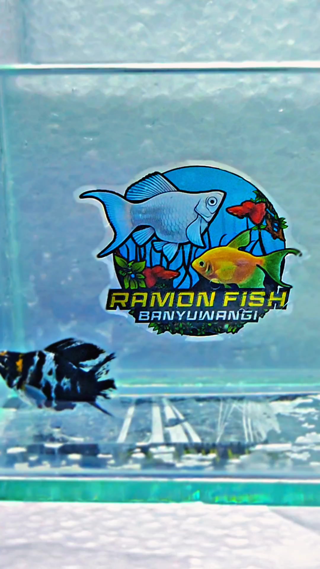 @Ramon Fish Banyuwangi