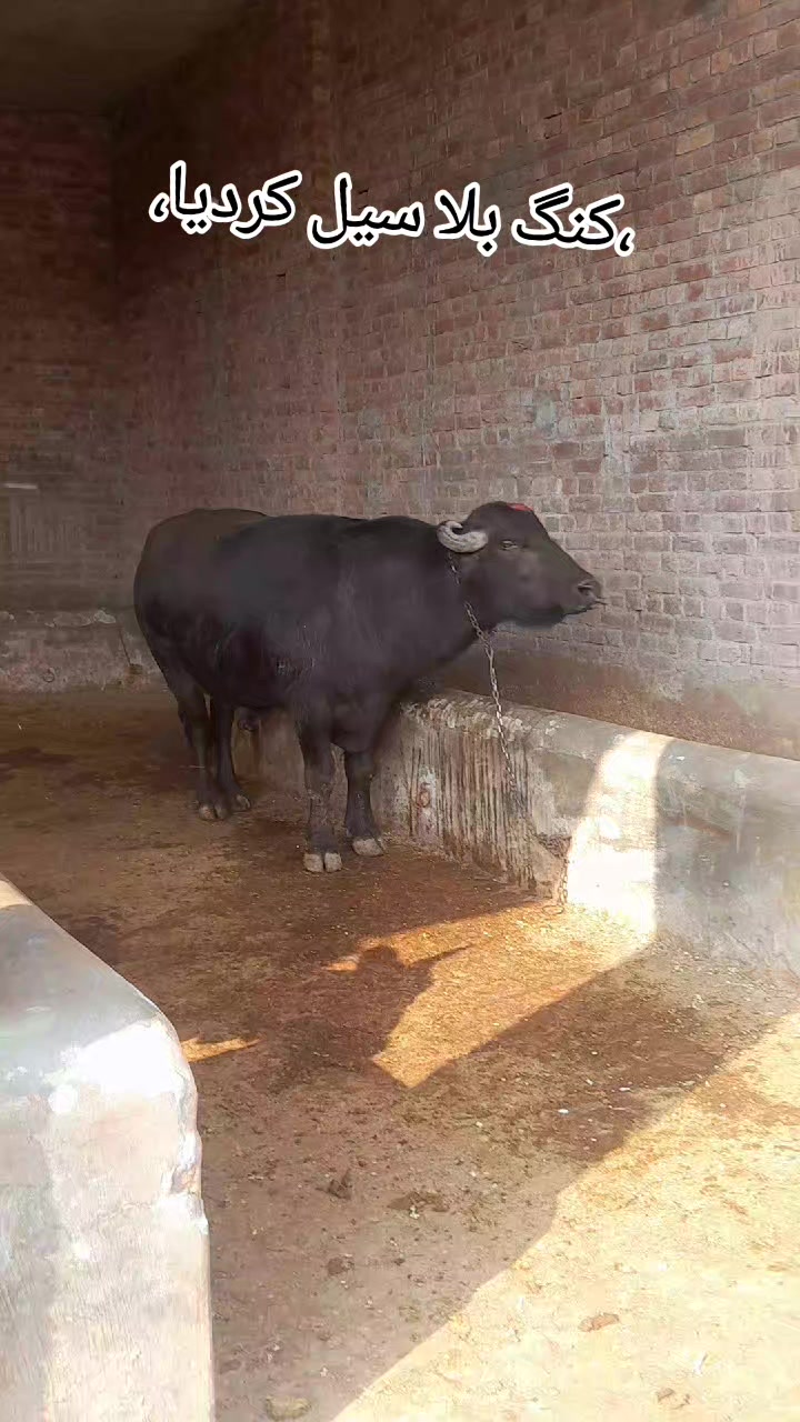 @Honey singh('gujjar')