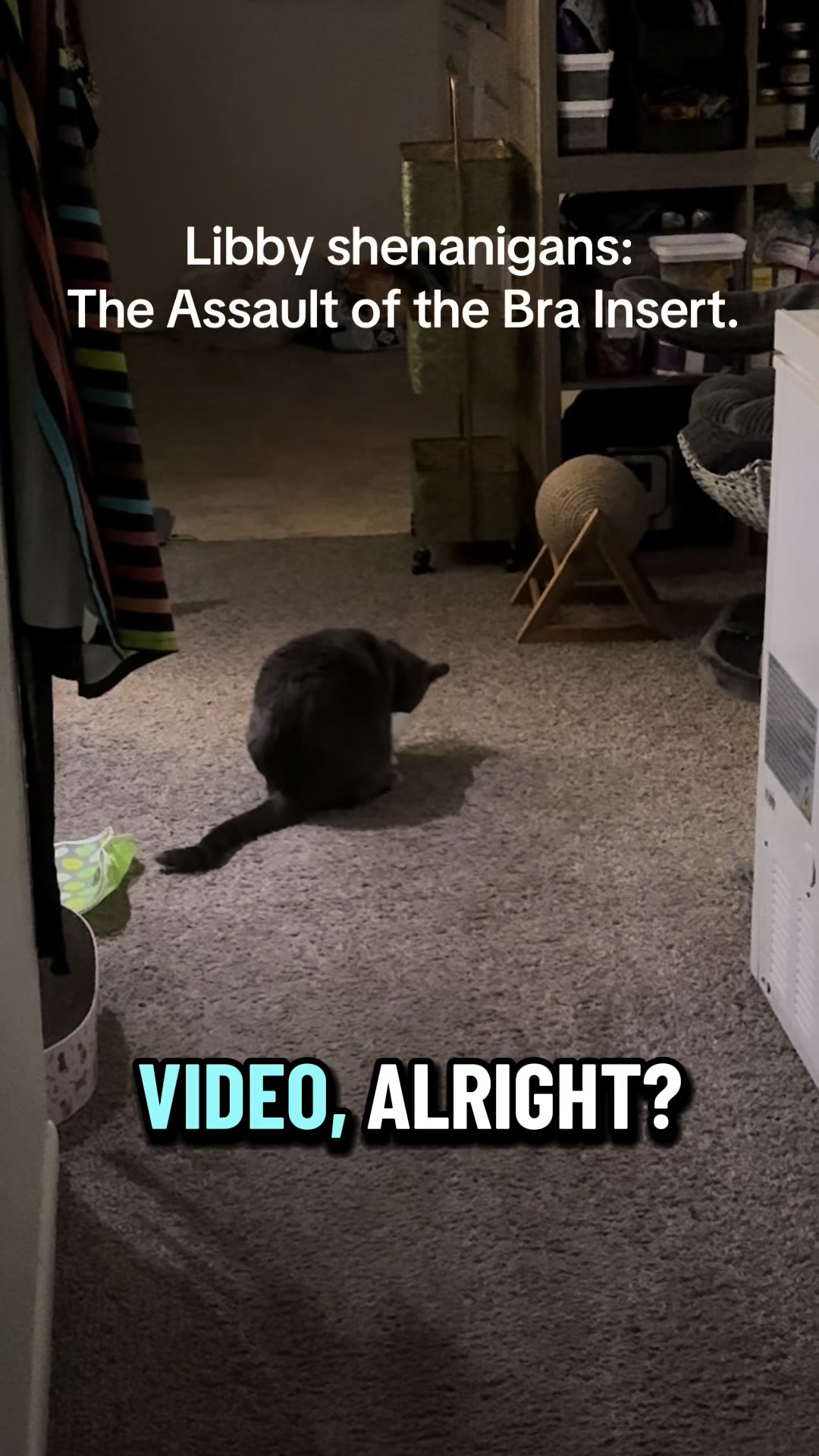 @my2blindcats