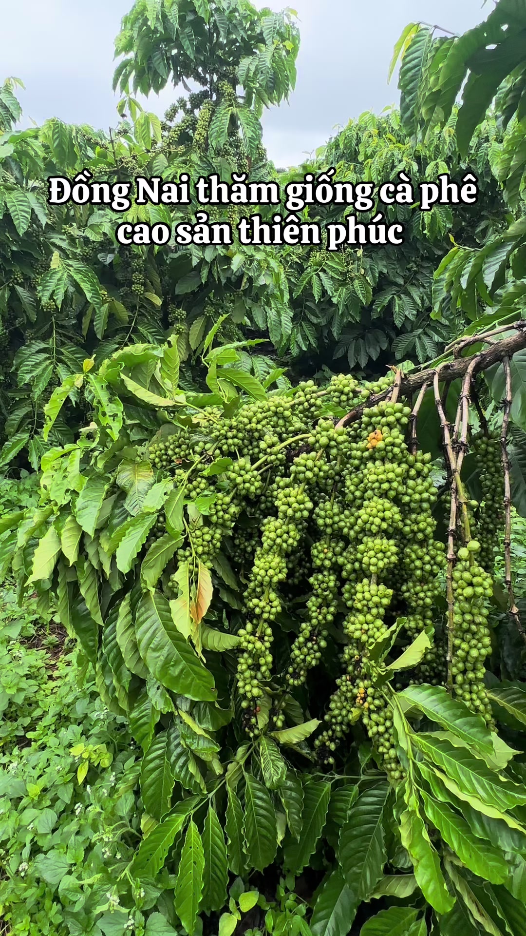 @Thành Bảo Lâm
