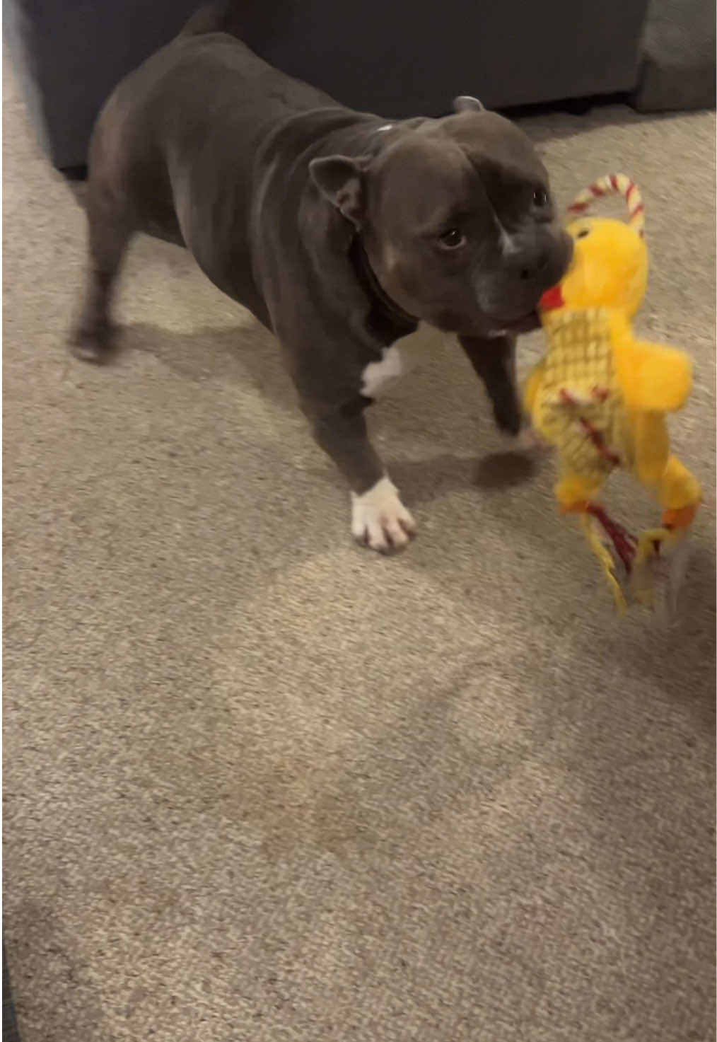 @Gunner | Pocket Bully