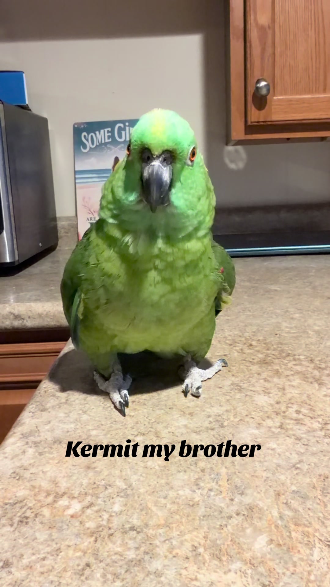 @Poncho & Kermit
